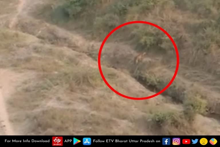 चंबल के बीहड़ में तेंदुए ने किया किसान पर हमला