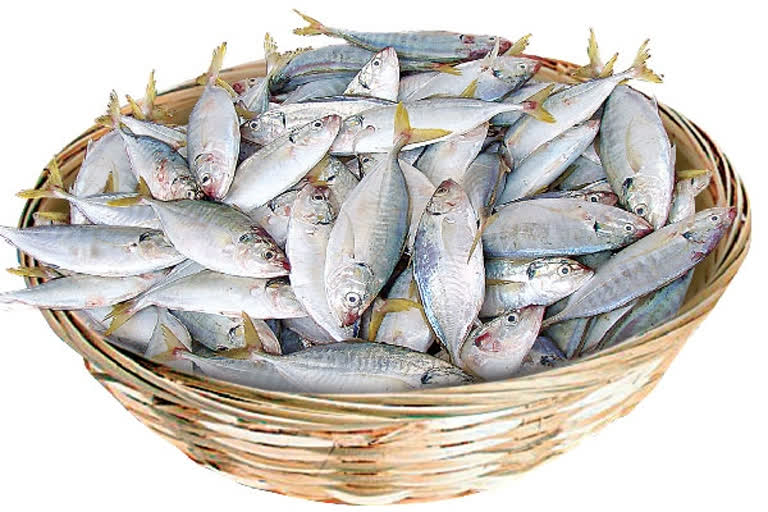 Telangana fish brand, GOVT fish in telangana