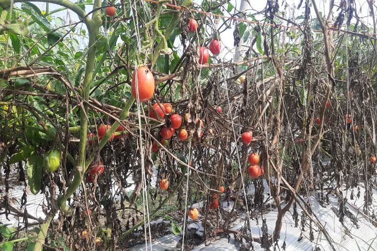 Effect on vegetables due to unseasonal rain