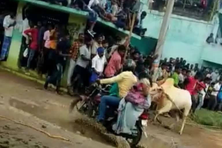 Woman attacked by Jallikattu bull