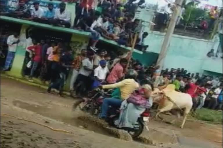 Woman attacked by Jallikattu bull in Thriuvannamalai  Jallikattu banned in Tamilnadu  Bullfighting Ban  കാളപ്പോരിനിടെ യുവതിക്ക് പരിക്ക്  തമിഴ്‌നാട്ടിൽ ജെല്ലിക്കെട്ട് നിരോധനം