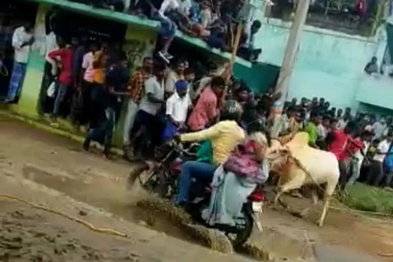 Woman hit by bull