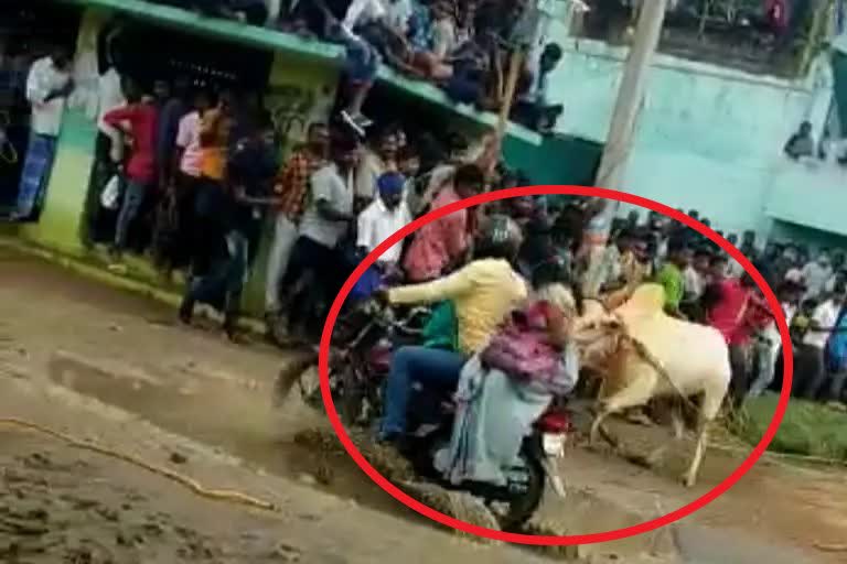 TN Woman attacked by Jallikattu bull