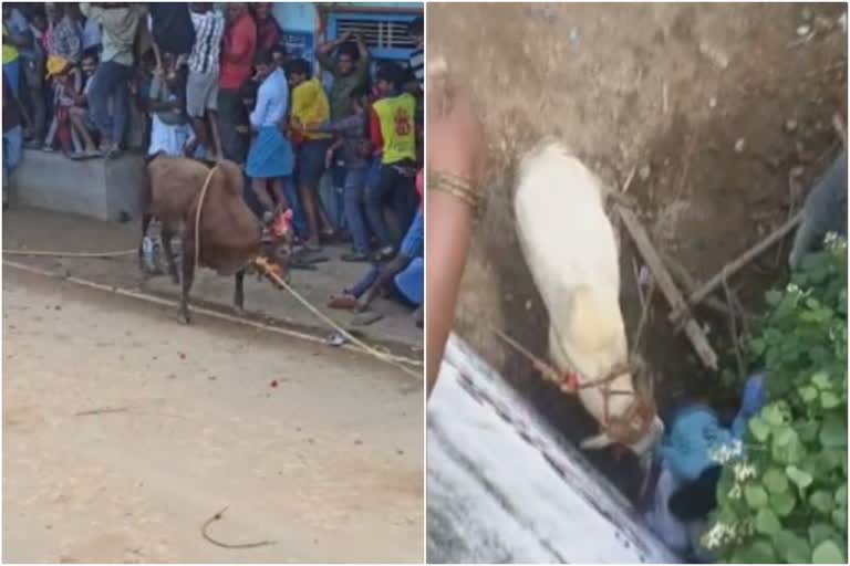 bull fight  jellikkettu in tamil nadu  bull fighting ceremony in thiruvannamalai  തമിഴ്‌നാട് ജെല്ലിക്കെട്ട്  തിരുവണ്ണാമലൈ കാളപ്പോര്