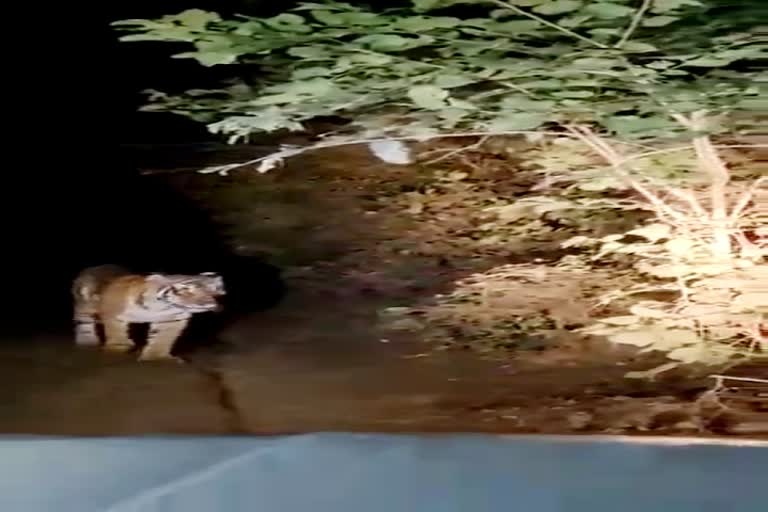 Ranthambore National Park, tigress Ridhi Viral Video