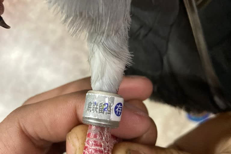 Pigeon rescued with 'mysterious' foreign language tag