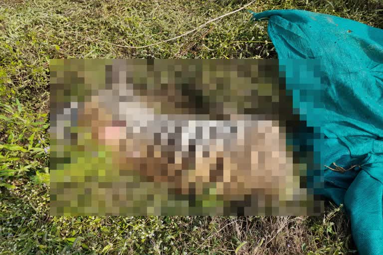 Tigress Found Dead Bhadravati