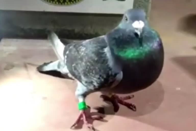 suspected pigeon in kendrapara