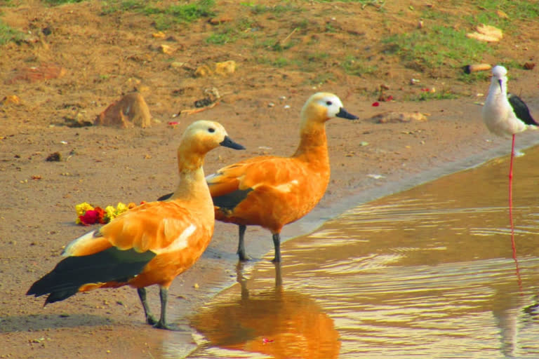 Chkava chakvi birds