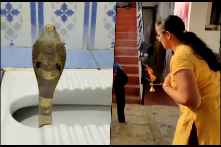 Snake found in toilet room at Shivamogga, Snake found in wash room, Snake found in bathroom, Shivamogga news, ಶಿವಮೊಗ್ಗದಲ್ಲಿ ಶೌಚಾಲಯದಲ್ಲಿ ಹಾವು ಪತ್ತೆ, ವಾಶ್​ರೂಂನಲ್ಲಿ ಹಾವು ಪತ್ತೆ, ಬಾತ್​ರೂಂನಲ್ಲಿ ಹಾವು ಪತ್ತೆ, ಶಿವಮೊಗ್ಗದಲ್ಲಿ ಹಾವು ಪತ್ತೆ,