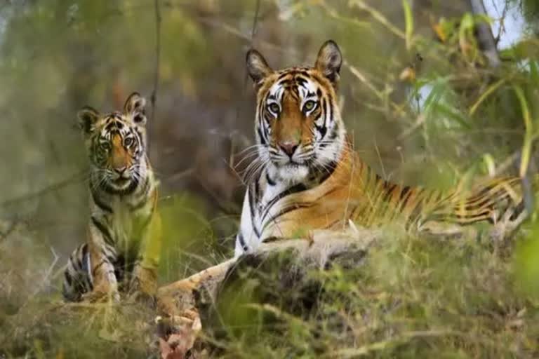 protect tiger in danger