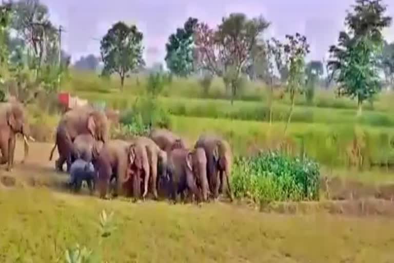 elephants terror in balrampu