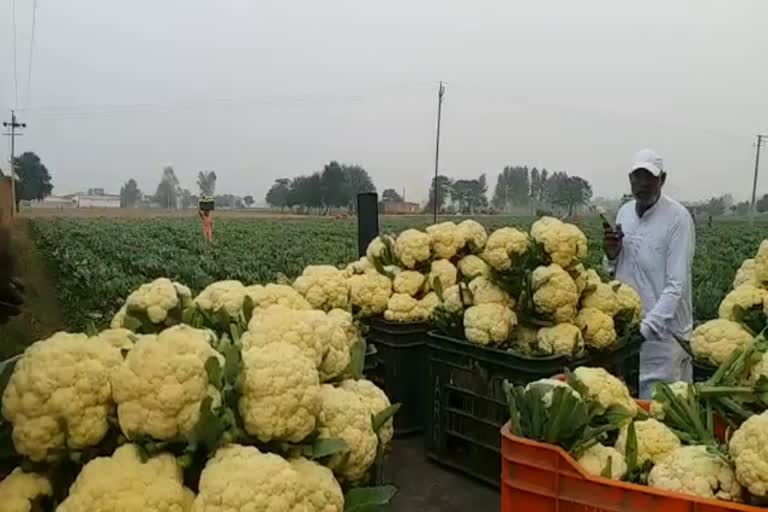 Production Of Vegetable Increase in panipat