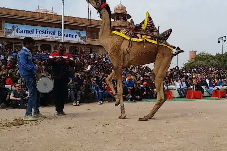 Camel Festival in Bikaner