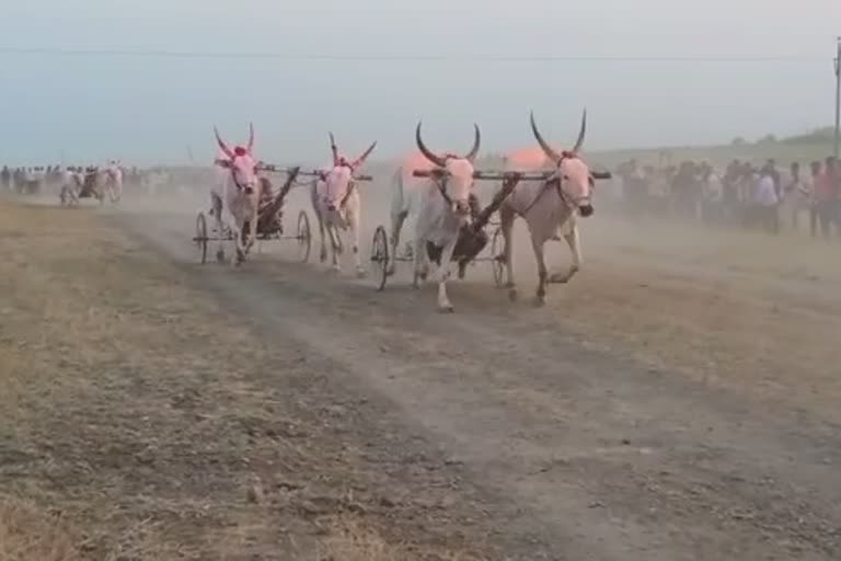 Bullock Cart Race start in Sangli 2022