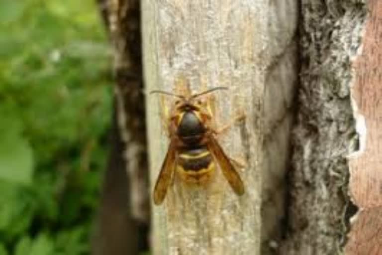 Eight years old boy died in erode  Eight years old boy died by bitten of poisonous insect  poisonous insect bite  விஷ பூச்சி கடித்ததில் சிறுவன் உயிரிழப்பு  ஈரோட்டில் விஷ பூச்சி கடித்து சிறுவன் உயிரிழப்பு  ஈரோர்ரில் சிறுவன் உயிரிழப்பு