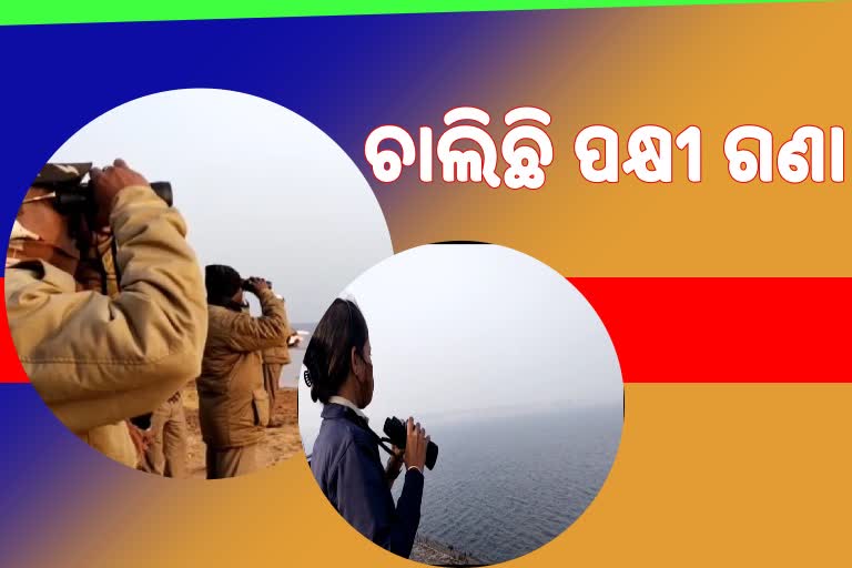 ମୟୁରଭଞ୍ଜରେ ପକ୍ଷୀ ଗଣନା ଆରମ୍ଭ