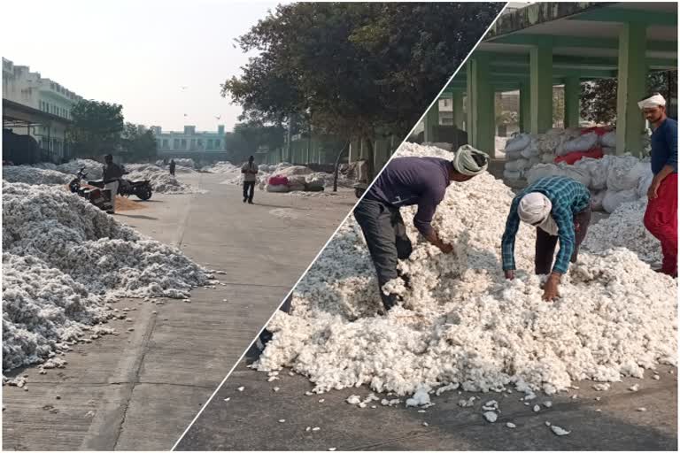 Cotton Supply in Behror Mandi