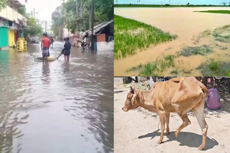 வடகிழக்குப் பருவமழை