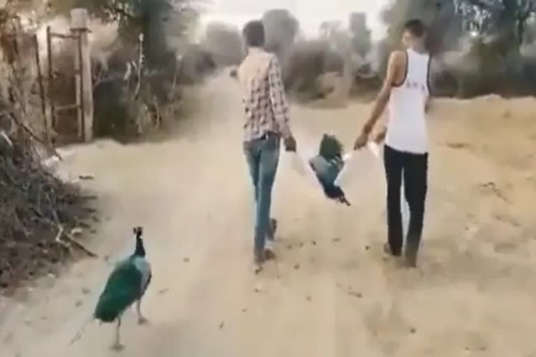 Peacock Refuses To Leave "Long Time Partner