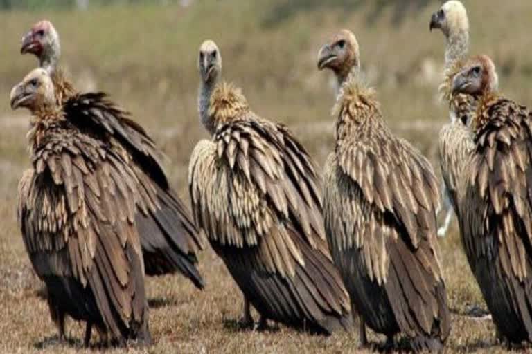 Vultures in Himachal Pradesh