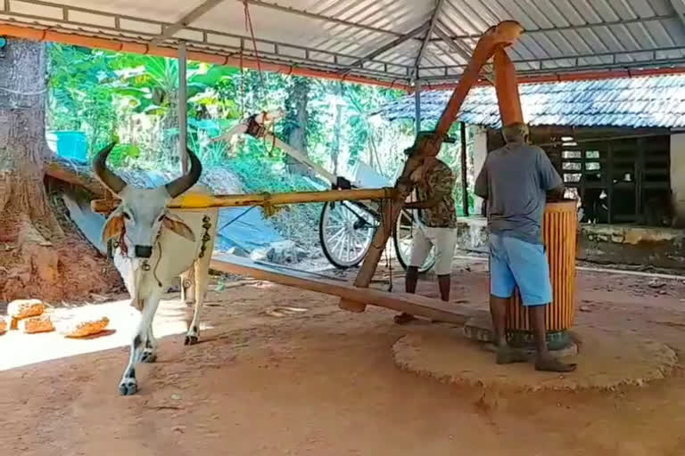 ox driven wooden oil mill in kozhikode  traditional ox driven oil mill in kerala  കോഴിക്കോട് ഫാം ചക്കിലാട്ടല്‍  കാള ചക്കിലാട്ടിയ വെളിച്ചെണ്ണ