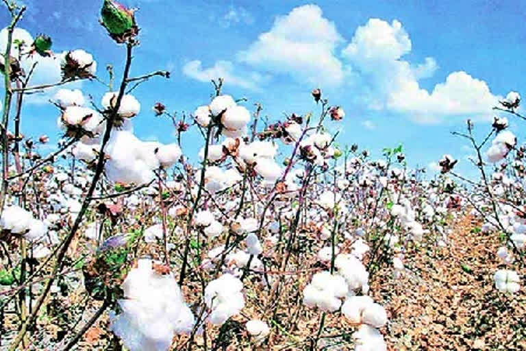 Cotton Prices Record in Telangana