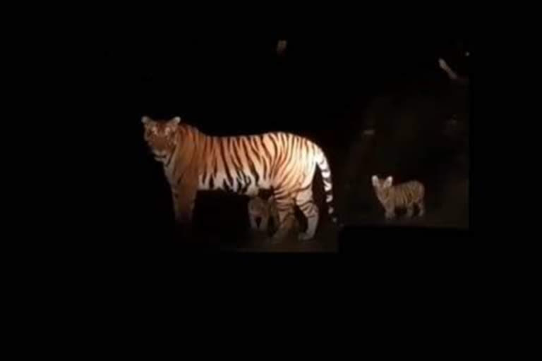 Tigress With Three Cubs In Bagaha