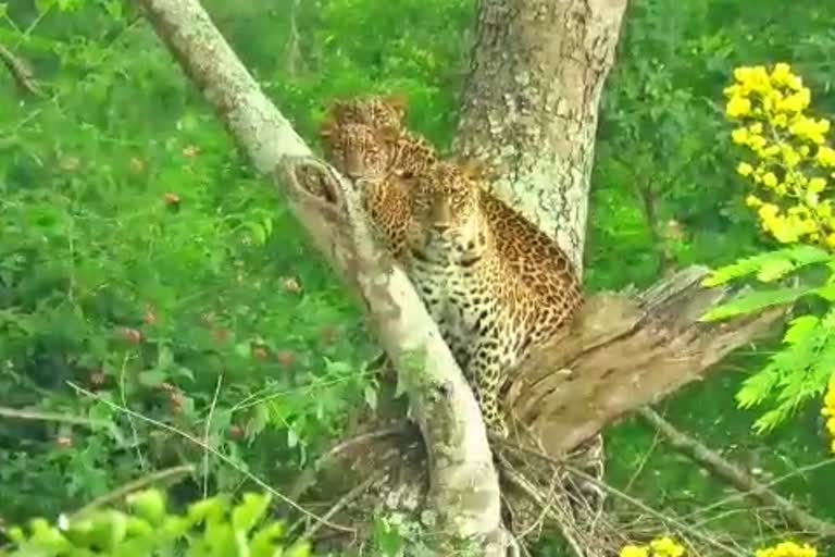 three-leopards-found-together-in-bandipura