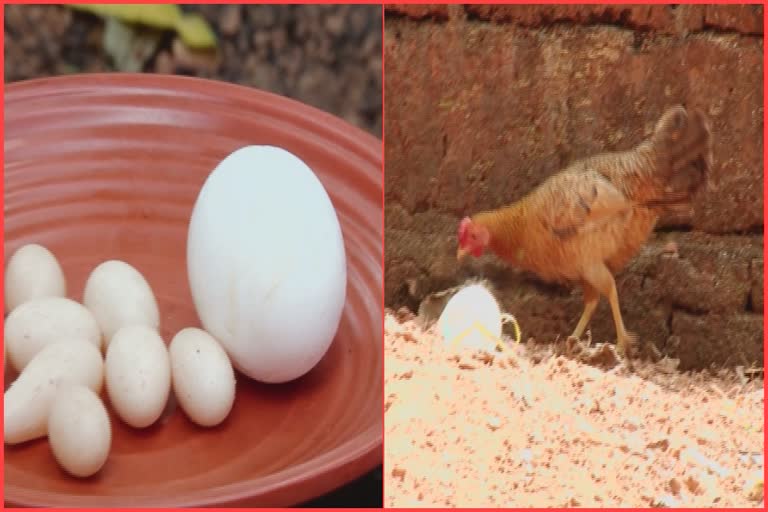 Eggs in the size of grapes