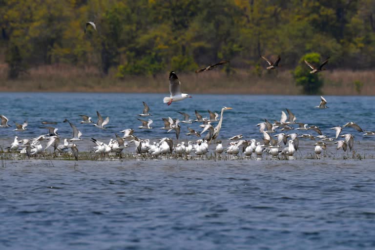 bird counts begin in hirakud