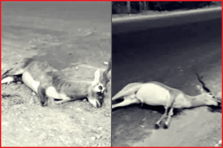 Deers Dead at Aluru