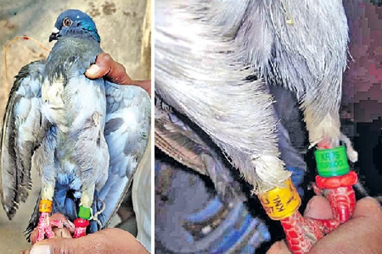 Kurnool Pigeon in Paleru