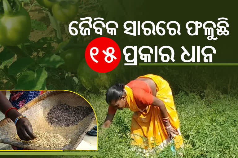 ଦିନେ ଥିଲା ମାଓ ଅଧ୍ୟୁଷିତ ଗାଁ, ଏବେ ଜୈବକ ଚାଷର ପେଣ୍ଠ ସ୍ଥଳୀ