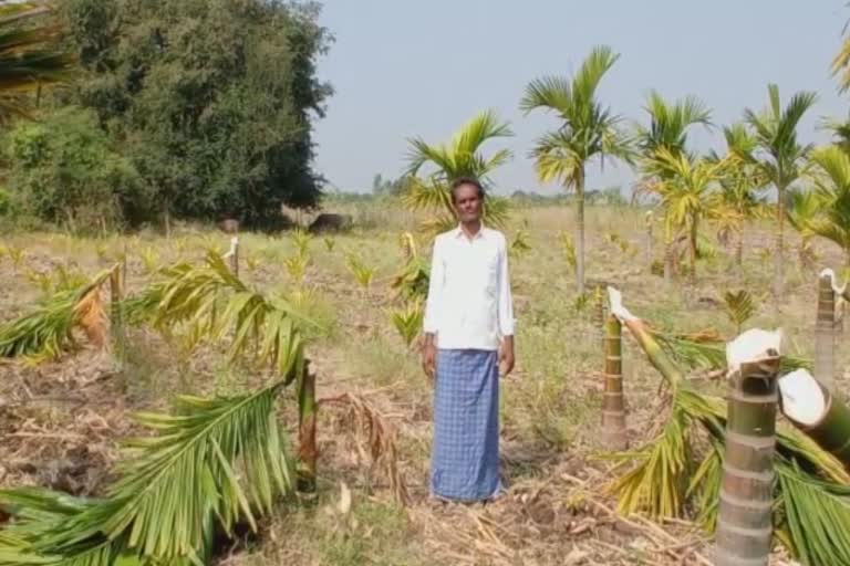 Davangere Arecanut trees Cut