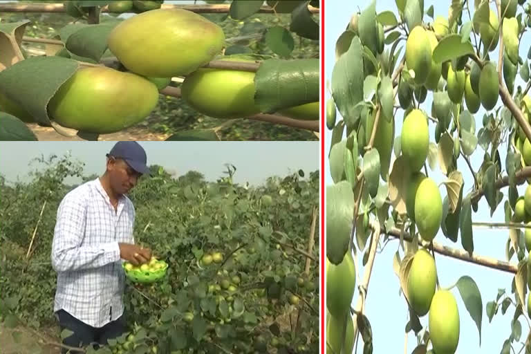 Kashmiri Apple Ber farming at guntur