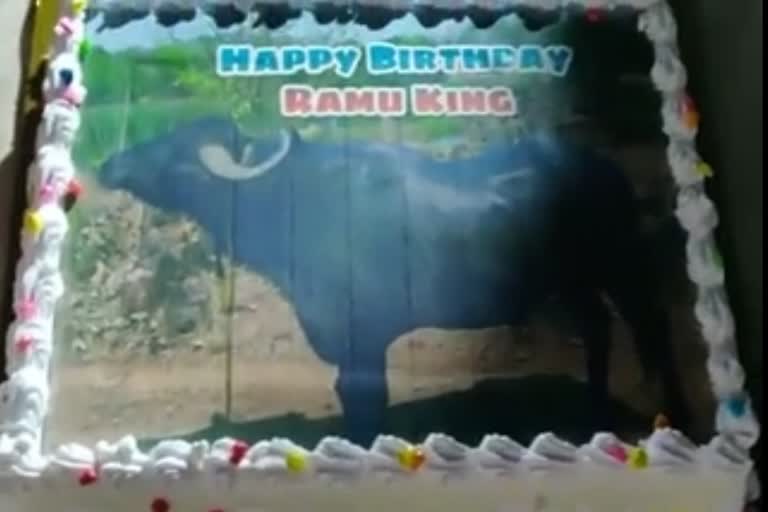 Buffalo birthday