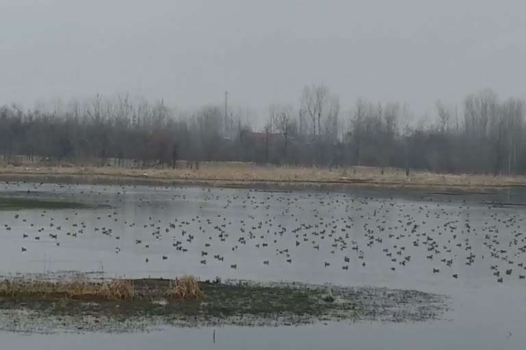 Wetlands in Kashmir Shrinking: حکومت کی عدم توجہی سے بیشتر آبی گاہوں کا رقبہ سکڑتا جارہا ہے