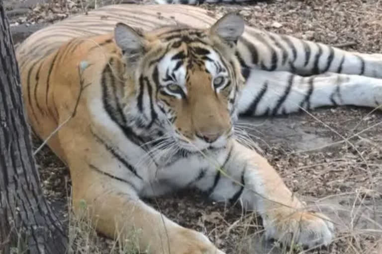 Cub Was Becoming A Hindrance In Mating So Was Killed