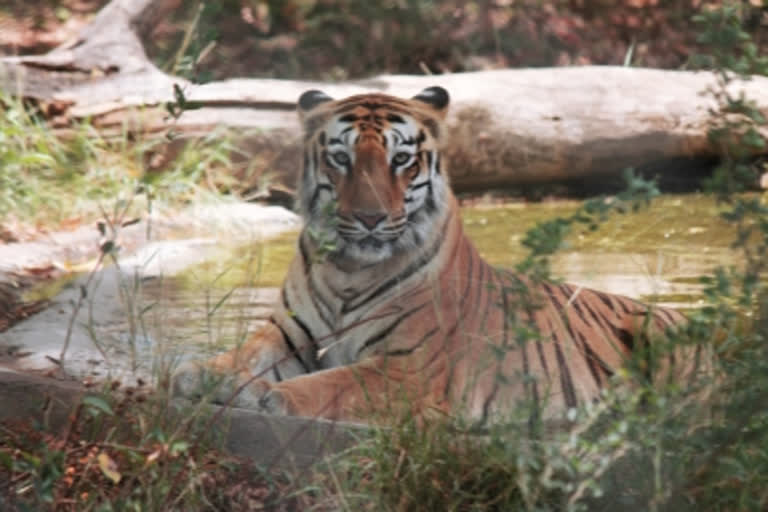 tiger reserve