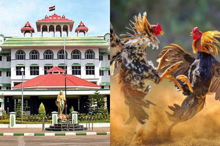 Madurai HC allows cock fighting