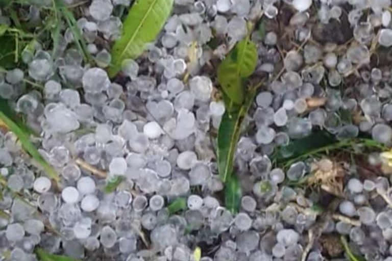 Damage to farmers' crops due to hail