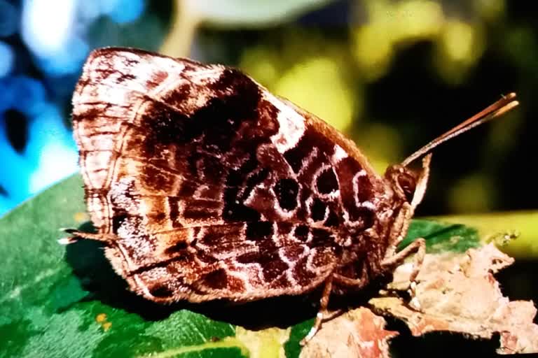 bush blue butterfly