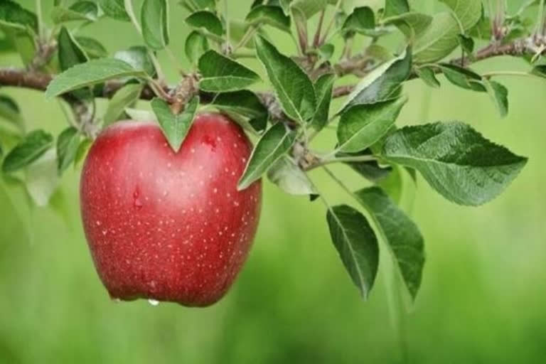 Apple production in Himachal Pradesh