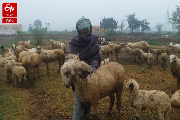 shepherd-society-in-karnal