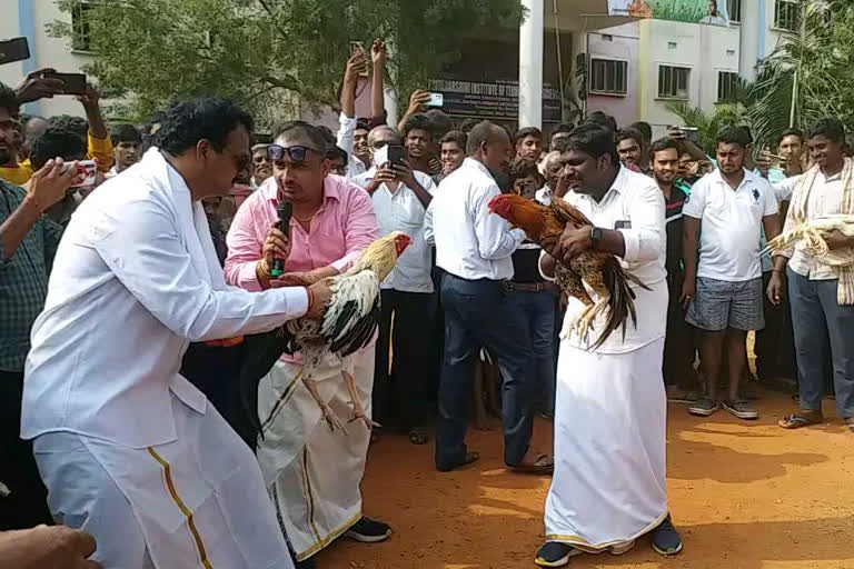 Price of Raasngi bet chicken  cock fighting in East and West Godavari districts  Sankranti in Andhra Pradesh  സംക്രാന്തി ആന്ധ്രാപ്രദേശ്  ആന്ധ്രാപ്രദേശ് കോഴിപ്പോര്  പോര് കോഴി വില ആന്ധ്രാപ്രദേശ്