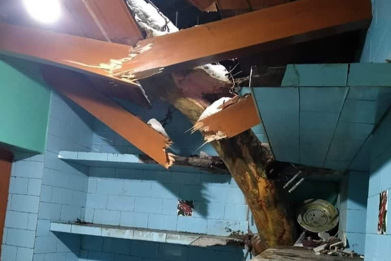 Chinar Branch Fell on house in pulwama