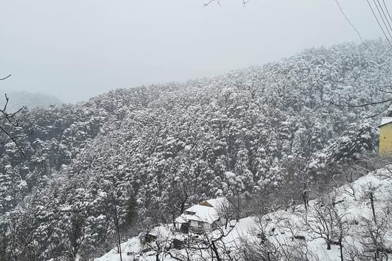 Fresh snowfall in Chail