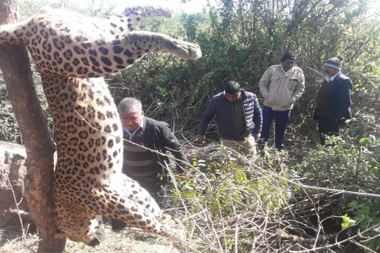 Leopard dies in Udaipur