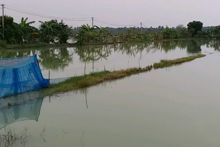 समस्तीपुर में रबी फसल